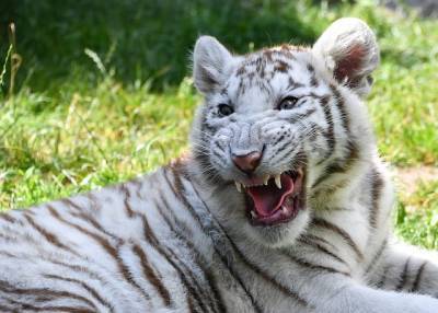 В зоопарке Никарагуа родился белый бенгальский тигрёнок - Cursorinfo: главные новости Израиля