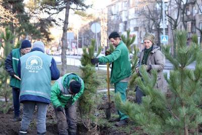 Рождественский подарок: в Одессе высадили 400 сосен
