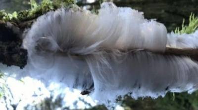 В лесах Великобритании на деревьях образовались «ледяные волосы» (ФОТО)