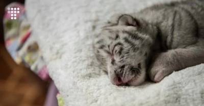 В зоопарке Никарагуа родилась белая бенгальская тигрица. В дикой природе таких уже не осталось