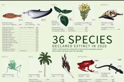 Почти 40 видов животных и растений признаны вымершими в 2020 году