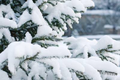 Снежным и теплым выдастся Рождество в Липецке