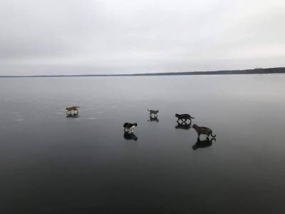Мужчина с 50 кошками поселился на берегу озера и гуляет с ними по льду