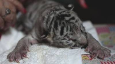 В зоопарке Никарагуа родилась белая бенгальская тигрица