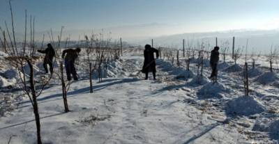 Фермеры Таджикистана проводят "яхобные" поливы в своих садах и виноградниках
