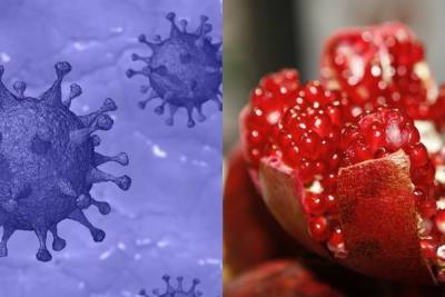 Ученые заявили о способности фитотерапии противостоять коронавирусу