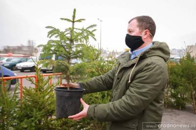 Белорусы стали чаще покупать новогодние деревья в кадках