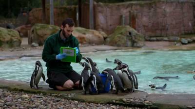 Лондонский зоопарк начал ежегодную инвентаризацию животных.