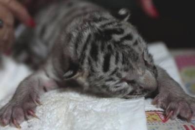 В Центральной Африке впервые родился белый тигр: фото и видео редкого животного