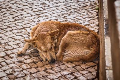 В Воткинске ветеринары проверили здоровье бездомных собак, живущих у школы №5