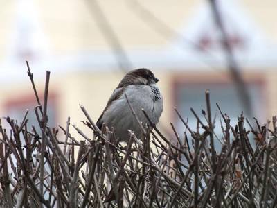 NABU призывает к участию в подсчёте зимующих птиц