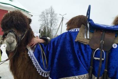 Верблюд Джига катает юных псковичей в Рождество