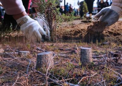 На фоне массовой вырубки деревьев власти продлили акцию по озеленению московских парков