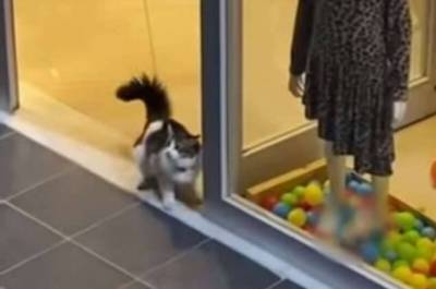 Озорная кошка забежала в магазин, чтобы поиграть с украшавшими витрину шариками (2 фото + 1 видео)