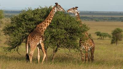 Огромная шея, толстые и короткие ножки: впервые обнаружены жирафы-карлики с мутациями (фото)