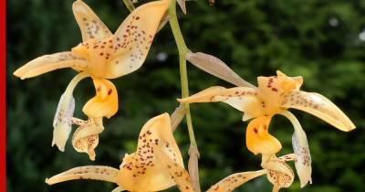 Редкая орхидея расцвела в ботаническом саду МГУ: фото