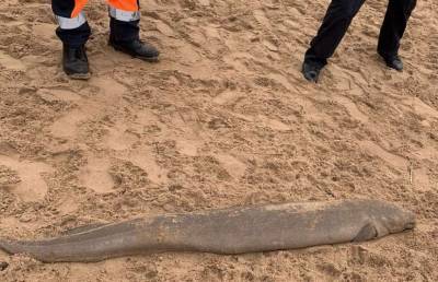 На британском пляже полицейский обнаружили морского монстра (фото)