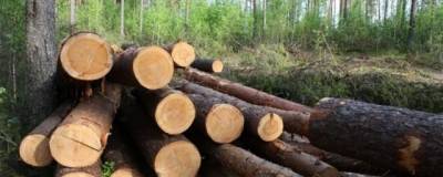 Задержан житель Читы, незаконно срубивший 10 деревьев в районе Атамановки