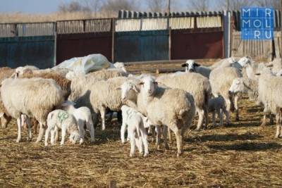 В Дагестане реализуют инновационный проект развития базы кормов для домашнего скота