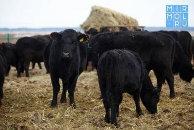 Дагестан в 2021 году займется разведением двух уникальных пород домашнего скота