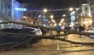 В центре Одессы на проезжую часть рухнуло дерево и раздавило машины: кадры с места ЧП