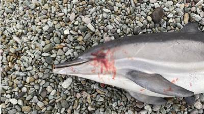 ФАН выяснил, что стало причиной гибели дельфина у берегов Крыма