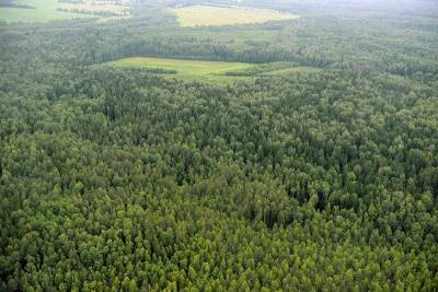 В Смоленской области собрана рекордная сумма платежей от использования лесов