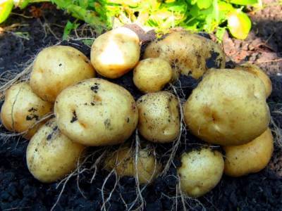 Украина за год нарастила импорт картофеля почти на 32 процента