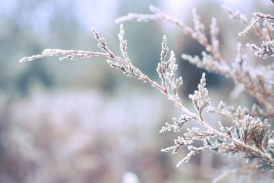 8 января в Липецкой области ожидается налипание мокрого снега