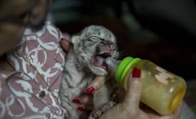 Одна в мире: в Никарагуа родился уникальный белый тигрёнок