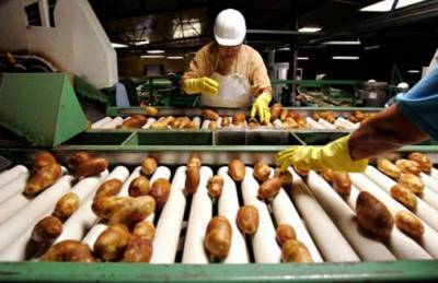 На Волыни построят завод по переработке картофеля