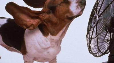 Уход за собакой летом: как заботиться о питомце в жару?
