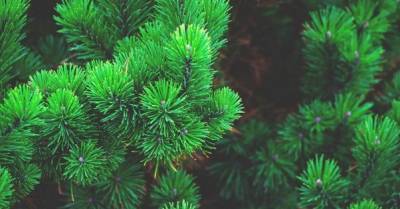 В Госэкоинспекции подсчитали убытки от незаконной продажи новогодних елок