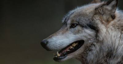Ученые объяснили, как древние люди смогли одомашнить волков