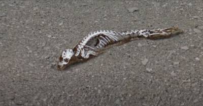 В Антарктиде нашли скелет загадочного существа