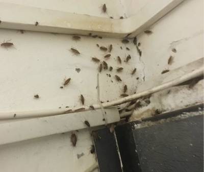 В Кузьминках тараканы атаковали подъезд жилого дома