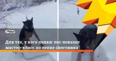 Для тех, у кого лапки: пес показал мастер-класс по лепке снеговика