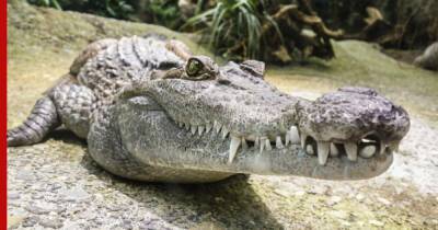 Ученые выяснили, почему крокодилы мало изменились со времен динозавров
