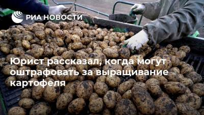 Юрист рассказал, когда могут оштрафовать за выращивание картофеля