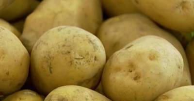 Юрист объяснил, кого могут оштрафовать за выращивание картофеля