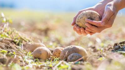Юрист перечислил случаи для штрафов за выращивание картофеля