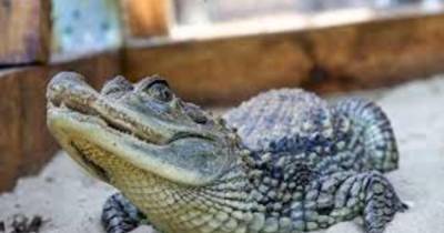 Ученые объяснили, почему крокодилы почти не изменились за миллионы лет