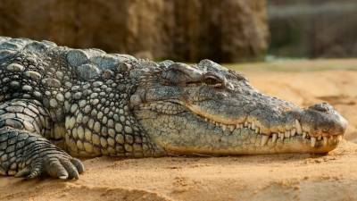 Британские ученые назвали причину схожести крокодилов с древними предками