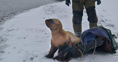 На Сахалине зоозащитники спасли из ледовой западни молодого сивуча