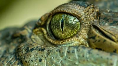 Ученые объяснили незначительную эволюцию крокодилов со времен динозавров