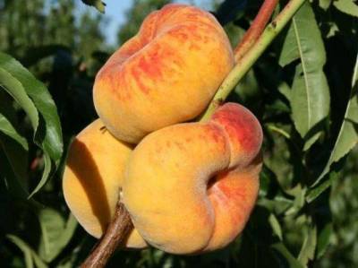 Колоновидные персики и нектарины: стоит ли покупать, как проверить сорт, фото дерева и отзывы