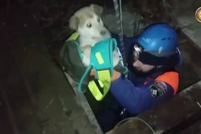 В Чечне мужчина чуть не погиб при спасении щенка из колодца