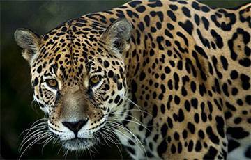 Ученые опубликовали редкие кадры поединка ягуара с другим хищником