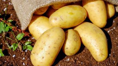 Юрист предостерег россиян от штрафов за выращивание картофеля