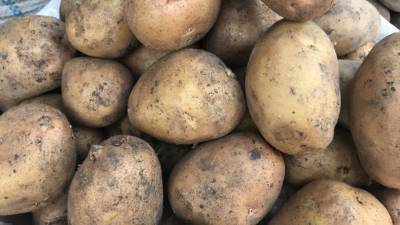 Юрист объяснил, когда могут оштрафовать за выращивание картошки
